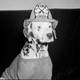 Illustration for article titled Vintage Photos Reveal Century-Long Obession with Dressing Up Pets